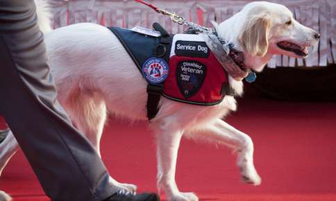 Who Makes the Best Service Dogs? Sierra Canine has the Answers!